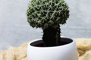 Euphorbia Mitriformis